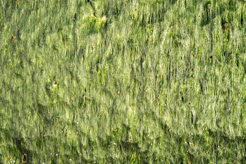 The  rock was covered by mosses. Stones covered with green sea grass.