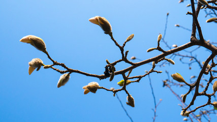 Unblown buds of a magnolia flower against a blue sky. White magnolia branch
