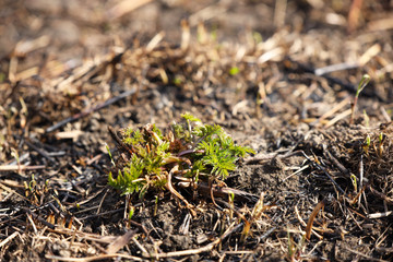 Young shoots of grass sprout on burning after a fire of grass fire. Consequences of a catastrophe. Spring tan green cover. Danger of fire. Destruction of life and pollution. Problems of civilization