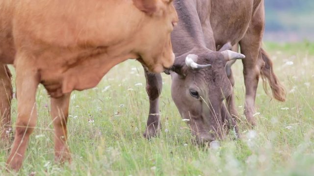 Two cows graze in the meadow. Close-up. Grass and insects.