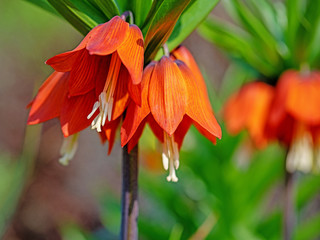 Blühende Kaiserkrone, Fritillaria imperialis