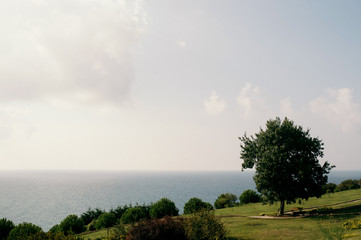 single tree in the field