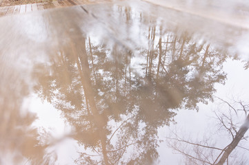 forest reflection in water