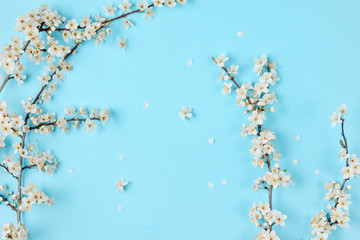 Spring background. Beautiful white flowering branches on pastel blue background. Spring and holiday concept. Flat lay, top view, copy space