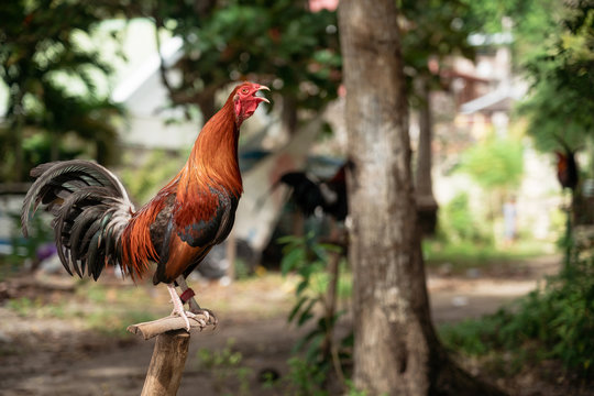 Philippine fighting rooster stands on perch and crows, also known as a gamecock