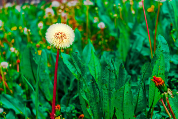 luminous dandelion in vibrant uncultivated green countryside field