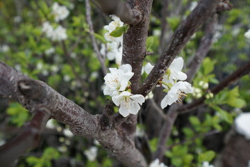 Almond Flowers