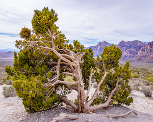 Desert Windblown Tree