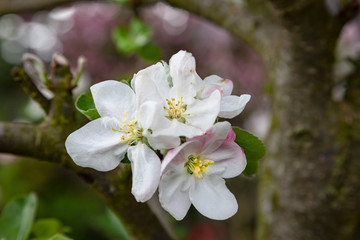 Blüte des Altländer Pfannkuchenapfel