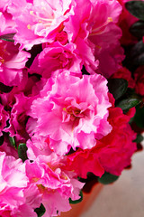 Azalea flower on light background