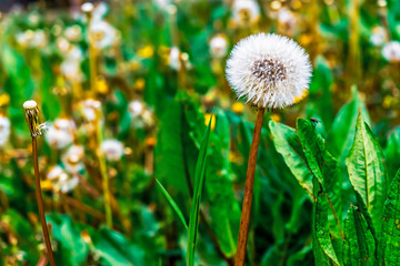dandelion plants grows in uncultivated countryside field on a spring day