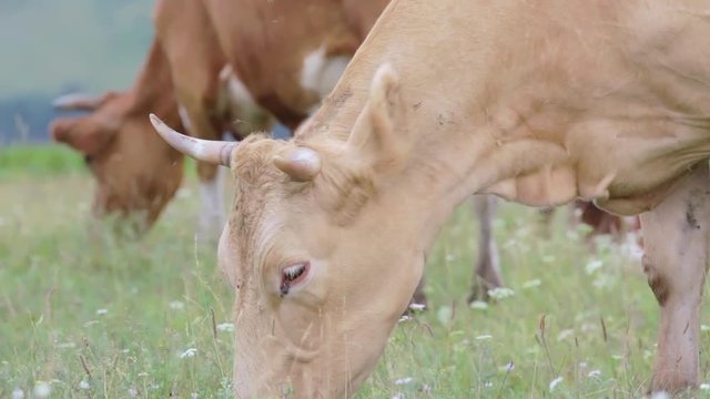 Cows graze in the meadow. Close-up. Forest in the background.