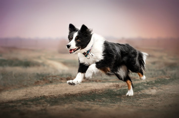 Naklejka na ściany i meble border collie dog walking in the field runs a beautiful pink sunset