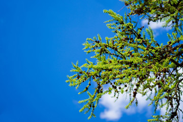 Bright green fluffy branches of the tree Larix decidua Pendula .Natural beauty larch tree twig .Young tart of larch on a background of blue sky..