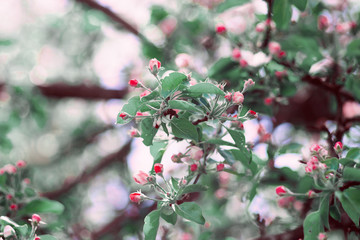 Blossom apple tree over nature background/ Spring flowers/Spring Background