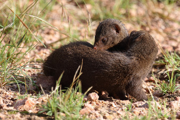 Südliche Zwergmanguste / Dwarf mongoose / Helogale parvula