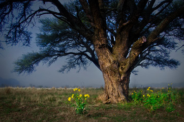 añejo árbol de caldén rodeado de flores amarillas y bruma de fondo