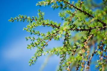 Bright green fluffy branches of the tree Larix decidua Pendula .Natural beauty larch tree twig .Young tart of larch on a background of blue sky..