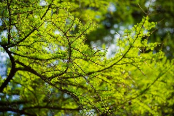 Bright green fluffy branches of the tree Larix decidua Pendula .Natural beauty larch tree twig . Young tart of larch on a background of green needles
