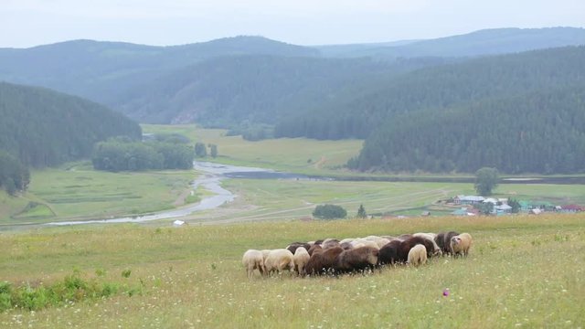 A flock of sheep grazes in a meadow. Village in the valley of the river. Mountains, hills and forest in the background.