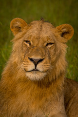 Beautiful Lion Caesar in the golden grass of Masai Mara, Kenya