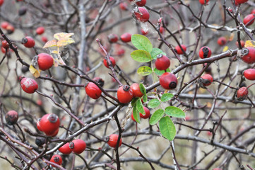 On the bush, ripe berries of rose hips
