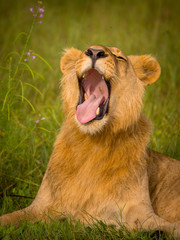 Fototapeta na wymiar Beautiful Lion Caesar in the golden grass of Masai Mara, Kenya