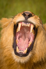 Beautiful Lion Caesar in the golden grass of Masai Mara, Kenya