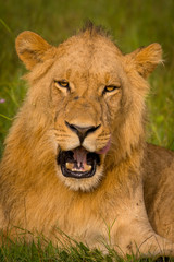 Beautiful Lion Caesar in the golden grass of Masai Mara, Kenya