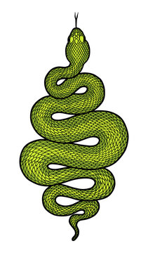 Coiled snake detailed illustration