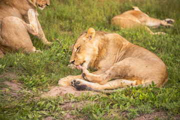 Fototapeta na wymiar Beautiful Lion Caesar in the golden grass of Masai Mara, Kenya