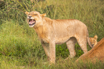 Beautiful Lion Caesar in the golden grass of Masai Mara, Kenya