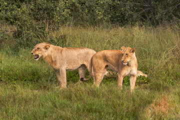 Naklejka na ściany i meble Beautiful Lion Caesar in the golden grass of Masai Mara, Kenya
