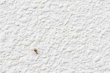Baby snail on the white wall