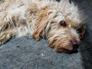 Perro peludo acostado 