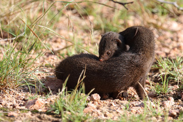 Südliche Zwergmanguste / Dwarf mongoose / Helogale parvula