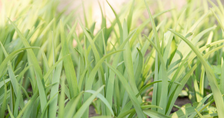 green grass background
