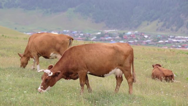 Brown, beige and spotted cows graze in the meadow. Close-up. Village in the valley of the river. Mountains and hills in the background. Country landscape.