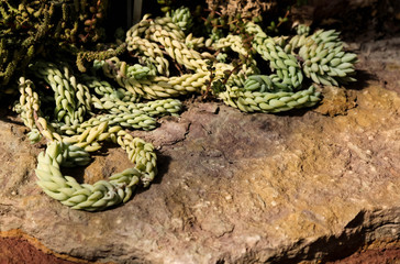 Isolated close-up of a succulent cactus on a sunny day.