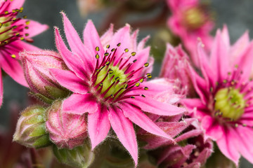 Hauswurzblüte 2