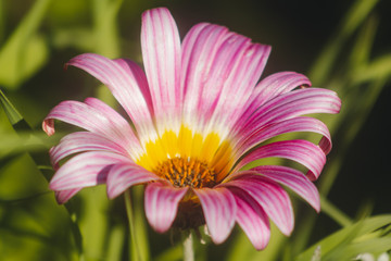 Close-up of the purple and yellow daisy flower.