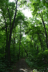 Unexplored path in lush forest. Tall deciduous trees with green foliage.