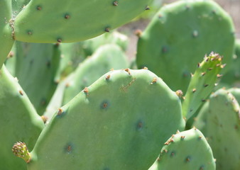 Indian fig, cactus pear (Opuntia ficus-indica, Opuntia ficus-barbarica) with yellow flover.