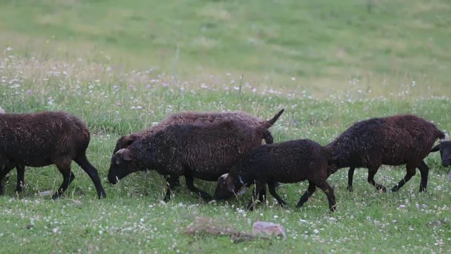 Black-brown sheep graze in the meadow. A flock of sheep runs from right to left. Country landscape. Movement close up.