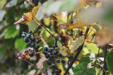 Bunches of wild red wine grapes hang from an old vine in warm afternoon light, summer concept, sunlight, autumn, retro vintage