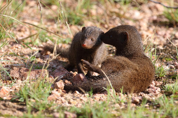 Südliche Zwergmanguste / Dwarf mongoose / Helogale parvula