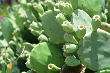 Indian fig, cactus pear (Opuntia ficus-indica, Opuntia ficus-barbarica) with yellow flover.