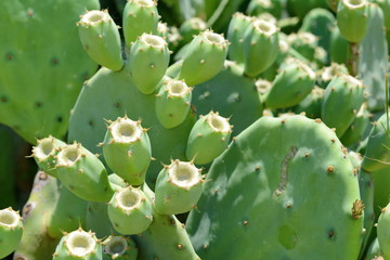 Indian fig, cactus pear (Opuntia ficus-indica, Opuntia ficus-barbarica) with yellow flover.
