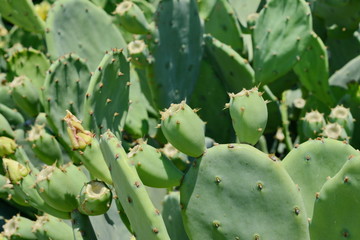 Indian fig, cactus pear (Opuntia ficus-indica, Opuntia ficus-barbarica) with yellow flover.