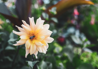 Beautiful flowers in garden, field, summer day, nature concept, retro, toned